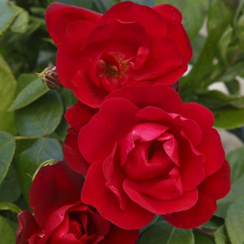 Rosa Milano® - rosso - rose floribunde